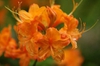 Rhododendron calendulaceum