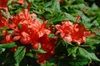 Rhododendron calendulaceum
