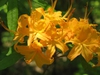 Rhododendron calendulaceum