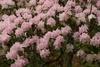 Clusters of showy flowers appear in the spring.