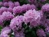 Rhododendron catawbiense
