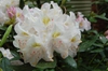 Rhododendron catawbiense