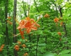Rhododendron flammeum