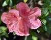 Flower - Fall - Moore Co., NC