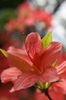 Rhododendron kaempferi