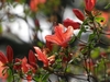 Rhododendron kaempferi