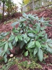  Rhododendron maximum