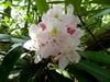 Rhododendron maximum