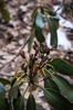 Rhododendron maximum