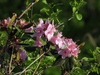 Flowers, stems, and leaves.