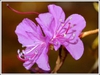 Rhododendron mucronulatum