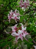 Rhododendron periclymenoides