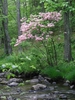 Rhododendron periclymenoides