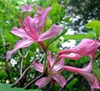 Rhododendron prinophyllum