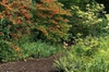 Rhododendron prunifolium