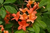 Rhododendron prunifolium