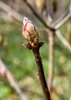 Yellow bud with red tips in spring