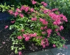 x-bakeri- 'Clyo-Redr' Azalea form (Wake)