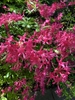 x-bakeri- 'Clyo-Redr' Azalea