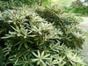 Rhododendron yakusimanum