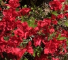"Autumn Fire"  Flowers