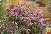 Form of shrub