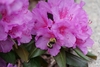 Pink cup-shaped flowers
