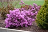 Form in bloom
