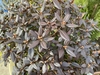 Leaves of the shrub