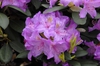 Rhododendron catawbiense 'Boursault' Flower