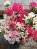 Azalea with more flowers than leaves. Most flowers white & pink