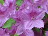 Rhododendron Glenn Dale hybrids
