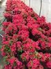 A row of small, potted plants covered with crimson flowers.