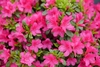Fushis flowers