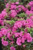 Double Purple flowers