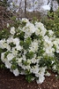 Double white flowers