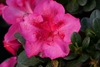 Epic pink flower