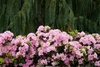 Double pink flowers