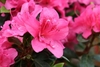 Double dark pink flowers