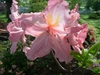 Rhododendron ;Strawberry Ice' Flower
