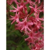 Flowers of Rhododendron ×bakeri 'Clyo Red'