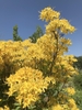 Bright yellow flowers with long tubular corollas