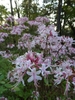 Showy flowers appear in the spring.