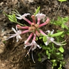 Rhododendron canescens