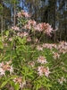 Flower, stem and leaf