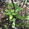 Rhododendron canescens