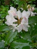 Rhododendron minus