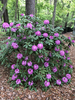 Rhododendron catawbiense