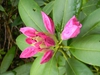 Rhododendron catawbiense 'Roseum Elegans'