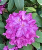 Large showy flower clusters April on Evergreen shrub